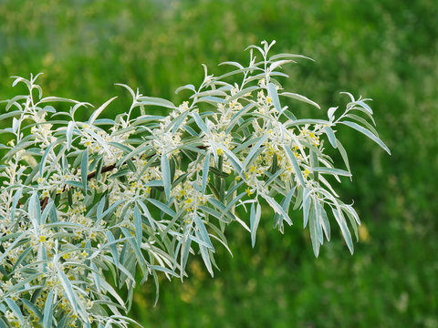 Russian olive tree branch with flowers (Elaeagnus angustifoilia)