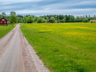 Fototapeta na wymiar Summer landscape in countryside Sweden. Dirt road leading to Farmhouse in background. Yellow flowers on grass field in foreground.