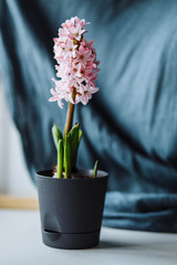 Pink Hyacinth flower seedlings with tuber, Hyacinthus orientalis in flower pot isolated on white backround