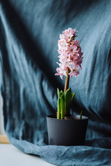 Pink Hyacinth flower seedlings with tuber, Hyacinthus orientalis in flower pot isolated on white backround
