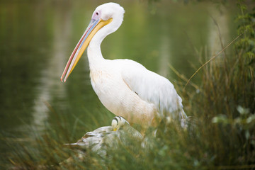 Pélican au bord de l'eau