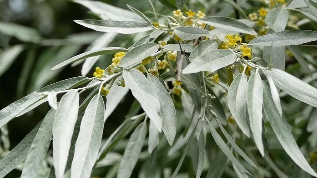 Russian olive tree branch with flowers (Elaeagnus angustifoilia)