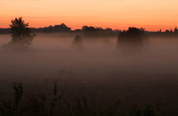 Foggy, spring dawn over the meadows
