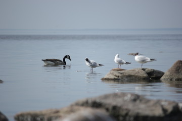 Fototapeta na wymiar Terns and Canada goose