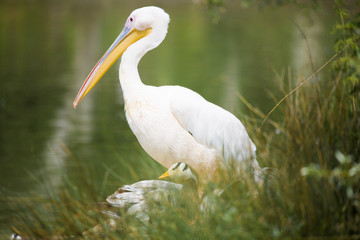 Pélican au bord de l'eau