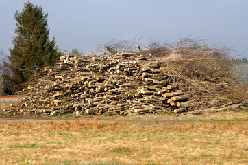 Branches stacked at the edge of the field after cutting down