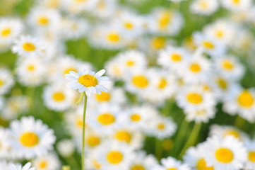 Beautiful daisy flower in the grass in springtime. Chamomile field flowers background. Herbal plants chamomile in the wild