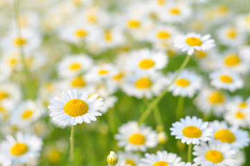 Beautiful daisy flower in the grass in springtime. Chamomile field flowers background. Herbal plants chamomile in the wild