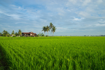 Fototapeta na wymiar View of paddy field during sunrise in Sungai Besar, a well known place as one of the major rice supplier in Malaysia.