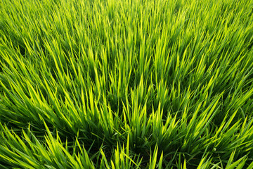 Fototapeta premium View of paddy field during sunrise in Sungai Besar, a well known place as one of the major rice supplier in Malaysia.