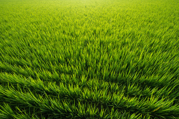 View of paddy field during sunrise in Sungai Besar, a well known place as one of the major rice supplier in Malaysia.