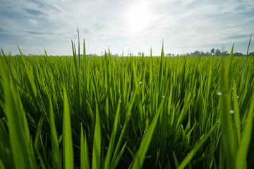 View of paddy field during sunrise in Sungai Besar, a well known place as one of the major rice supplier in Malaysia.