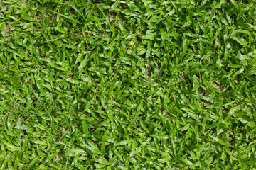 grass texture background