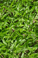 Fototapeta premium grass texture background