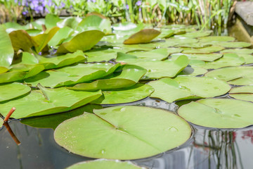 Bl&auml;tter von Seereisen im Wasser treibend