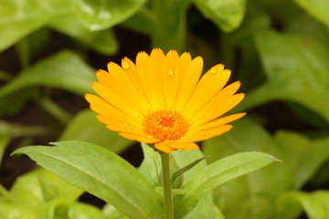 Calendula officinalis flower known as pot marigold, ruddles, common or Scotch marigold