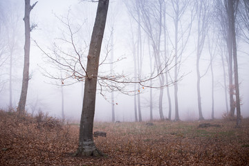Dark trail foggy forest