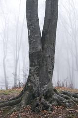 Tress with big roots in foggy forest