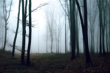 Dark trees in foggy forest