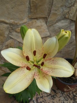 Flores de casa
