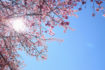 Beautiful pink cherry blossom flower blooming with clear blue sky background