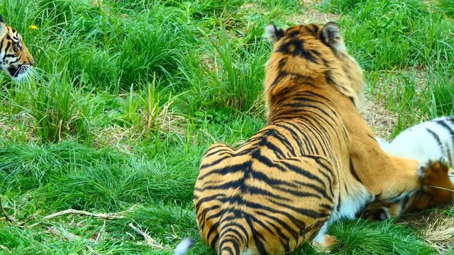Wild cats play.Adult male tiger playing gently with his two cubs on the grass.