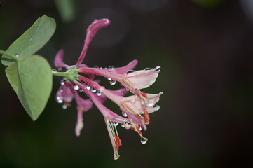 Geißblatt im Regen