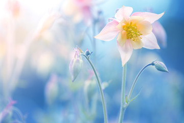 Obraz na płótnie Canvas Flower of aquilegia cream-colored on a blue background. Pink flower on a blue background.Selective focus