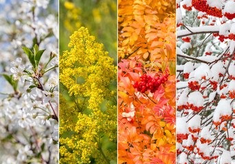 Collage of four seasons