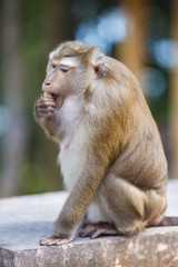 Macaque sits on the stone, eat banana, monkey hill, Phuket