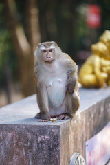 Macaque sits on the stone, monkey hill, Phuket