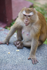 Macaque sits on the asphalt, monkey hill, Phuket