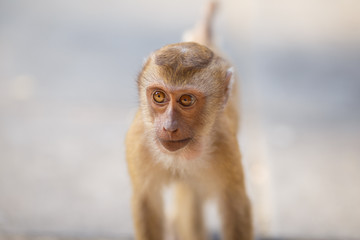 Baby macaque, portrait, close-up