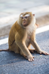 Macaque sits on the asphalt, monkey hill, Phuket