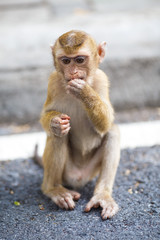 Naklejka premium Baby Macaque sits on the asphalt, monkey hill, Phuket