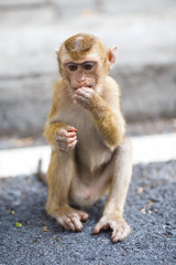 Baby Macaque sits on the asphalt, monkey hill, Phuket
