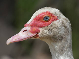 Duck Female Face