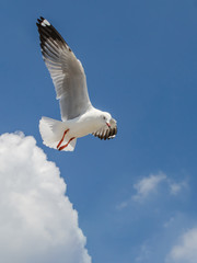 Seagull is flying