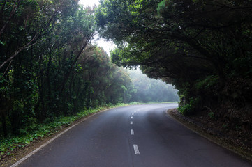 Route dans la forêt, Anaga, Tenerife
