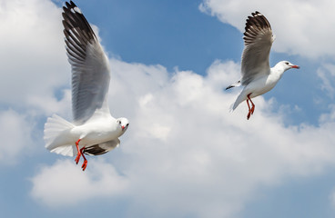 Seagull is flying