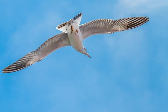 Seagull is flying