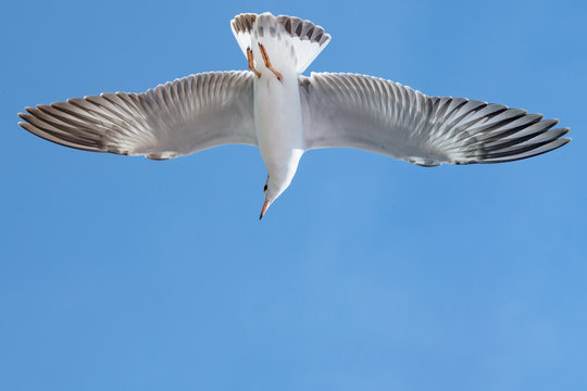 Seagull is flying