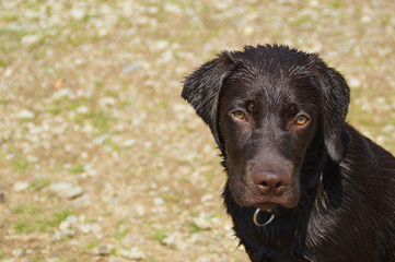 Der nasse Labrador