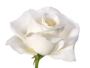 Cercles muraux Roses rose blanche isolée sur blanc
