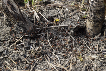 Ordinary ants on an anthill