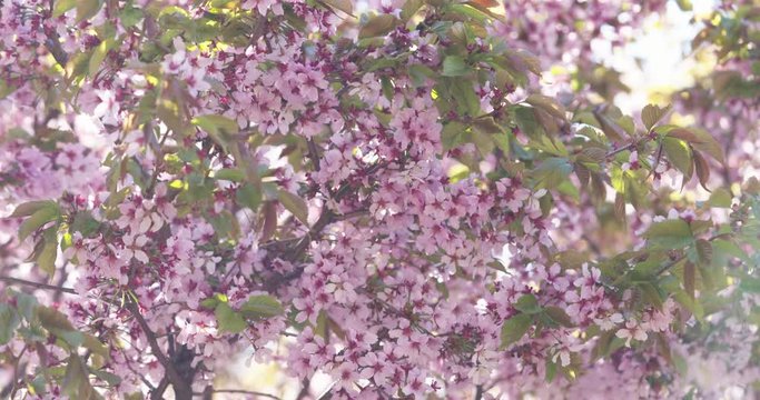 still shot of sakura in bloom in sunny spring day, 4k 60fps prores footage