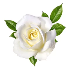 Papier Peint photo Autocollant Roses rose blanche isolée sur blanc
