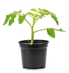 Bush of tomato on white background