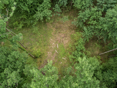 Aerial View Of Forest Clearing