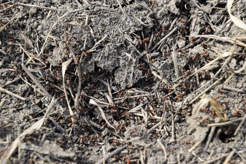 Ordinary ants on an anthill
